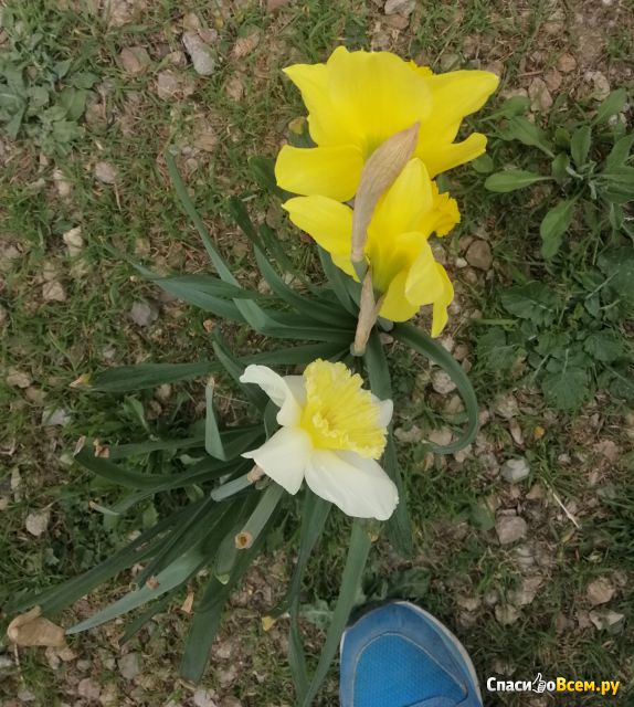 Растение Нарцисс