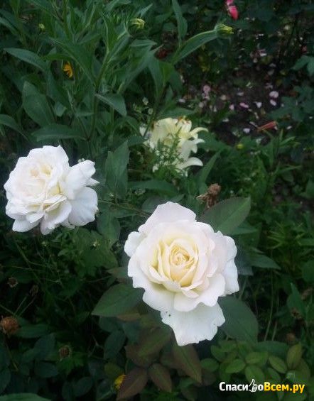 Цветы Розы