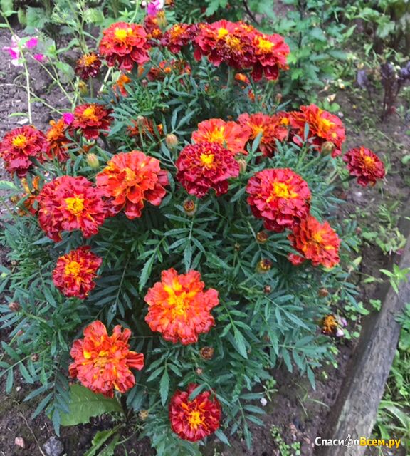 Цветы бархатцы, сорт «Кармен»