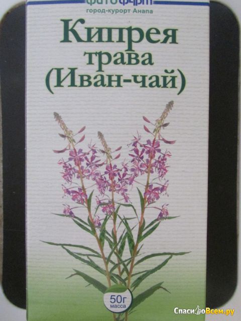 Растение Иван-чай
