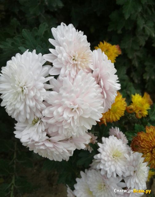Цветы Хризантемы
