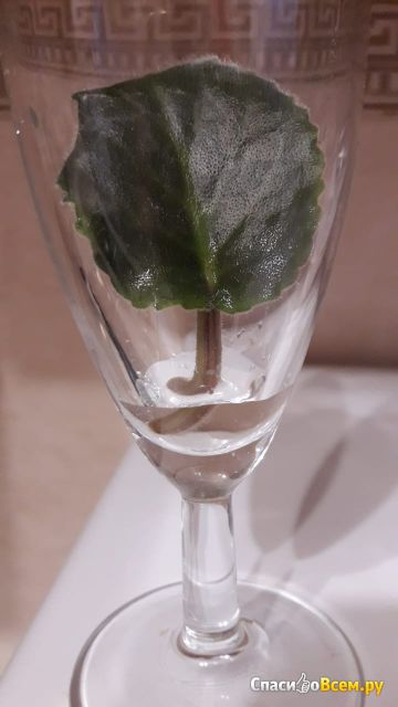 Растение Сенполия