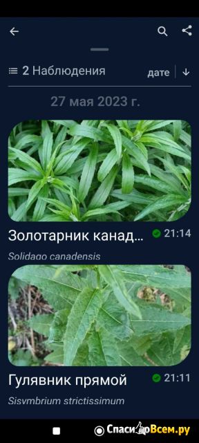 Программа определения названий растений Flora Incognita для Android