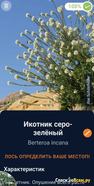 Программа определения названий растений Flora Incognita для Android