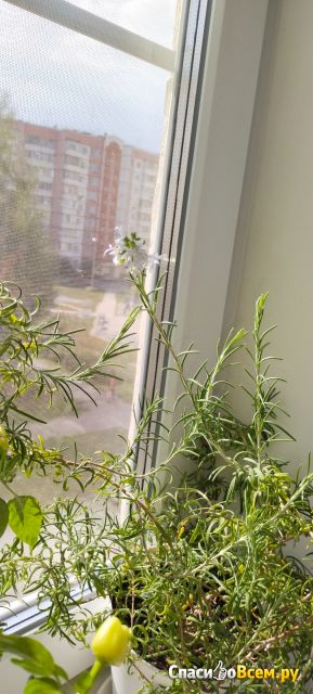 Комнатное растение Розмарин