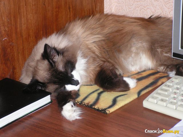 Лекарство для кошек КотЭрвин