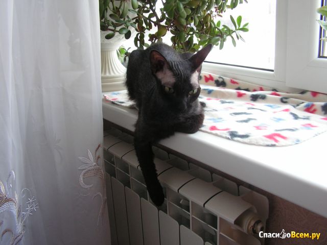 Лекарство для кошек КотЭрвин