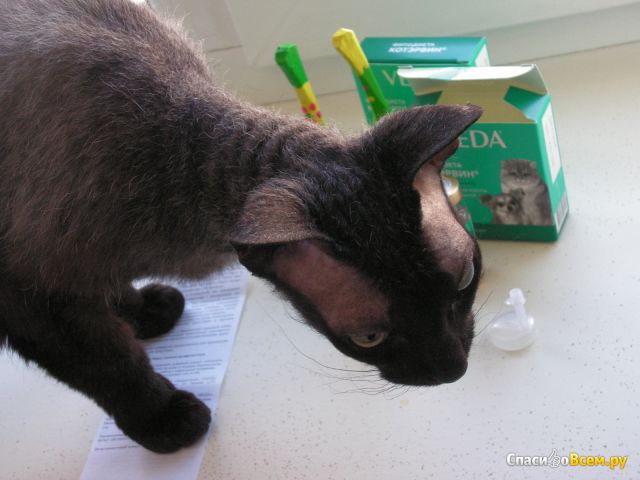 Лекарство для кошек КотЭрвин