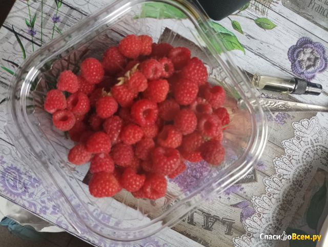 Растение малина