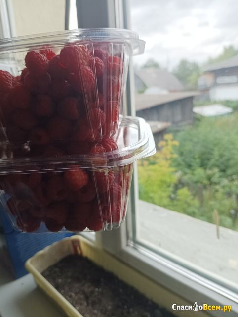Растение малина