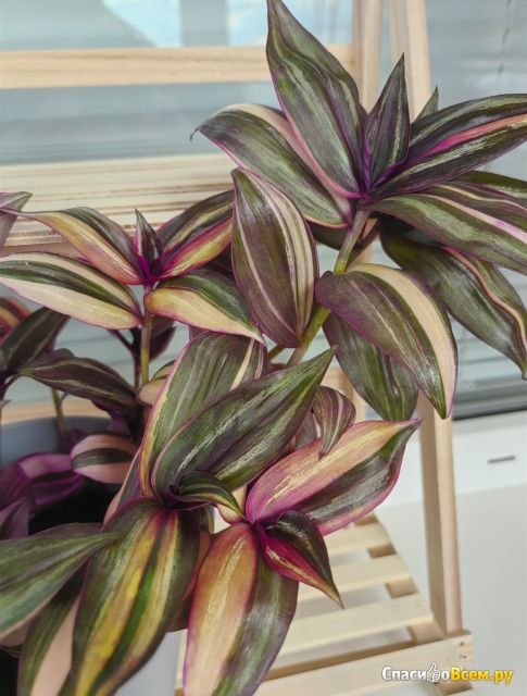 Растение Традесканция