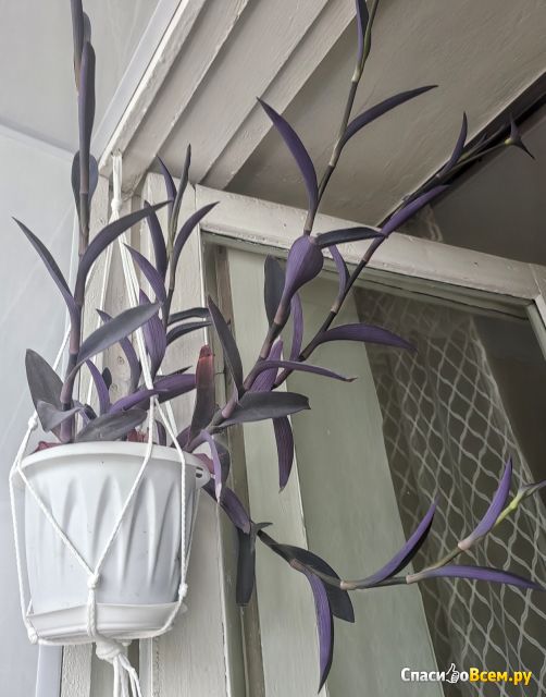 Растение Традесканция