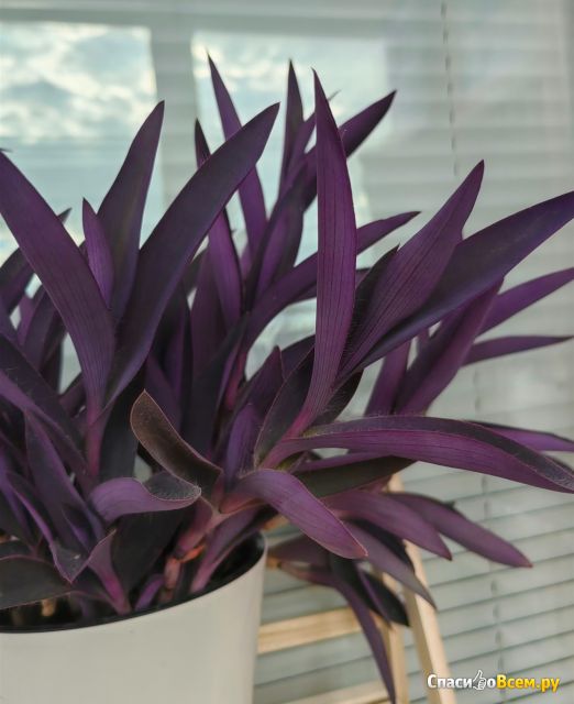 Растение Традесканция