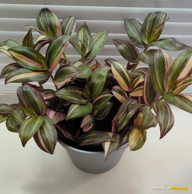 Растение Традесканция