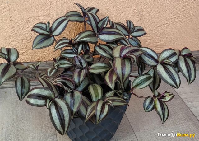 Растение Традесканция