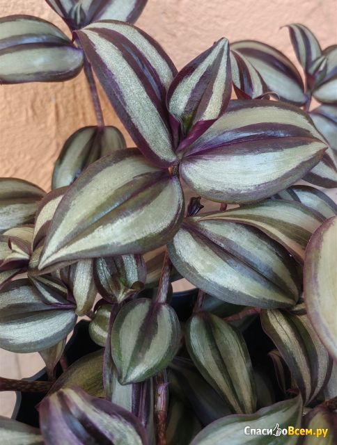 Растение Традесканция