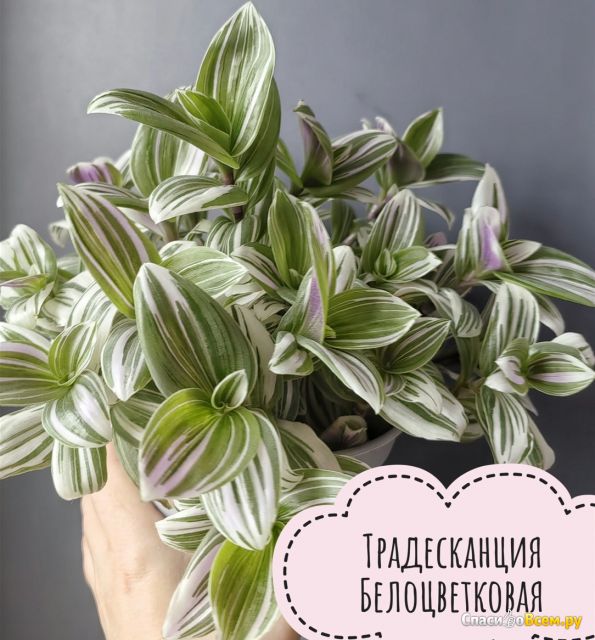 Растение Традесканция