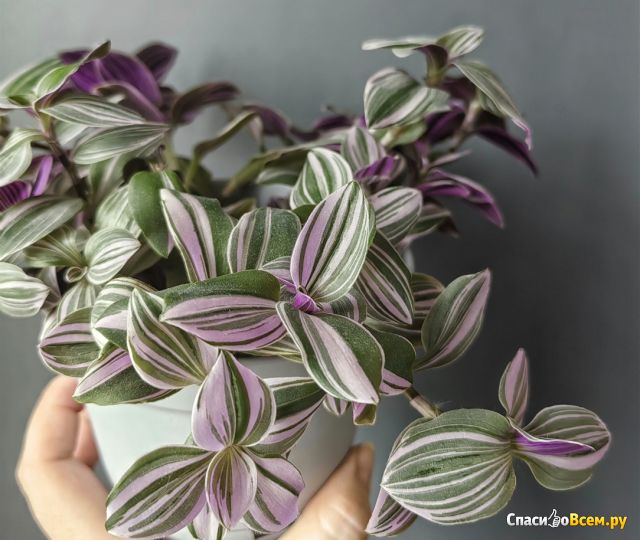 Растение Традесканция