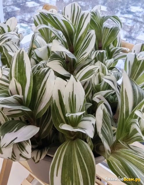 Растение Традесканция