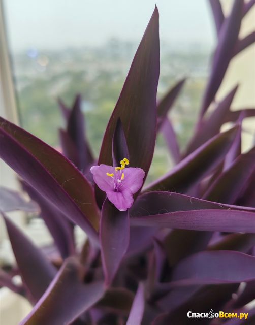 Растение Традесканция