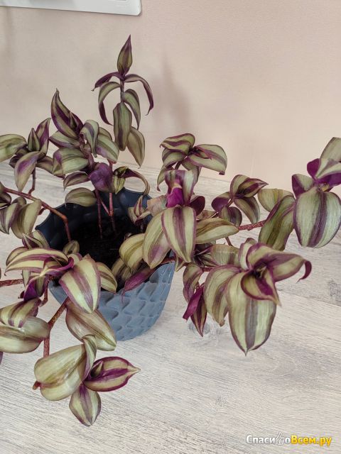 Растение Традесканция