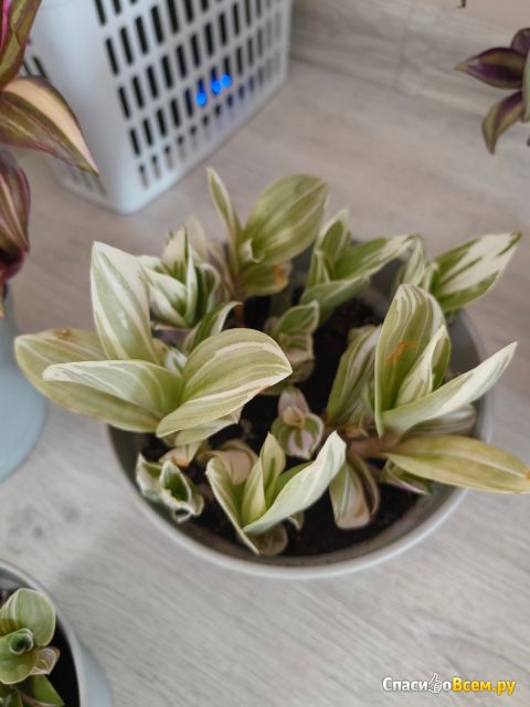 Растение Традесканция