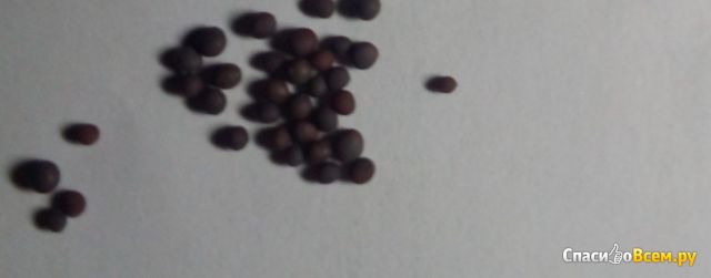 Семена репы "Внучка"  АФ "Аэлита"