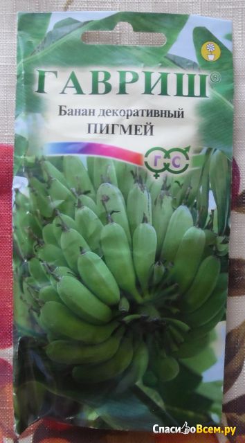 Семена банана декоративного "Пигмей" Гавриш