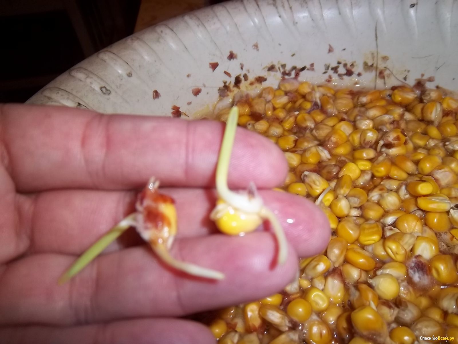 Семена кукурузы пророщенные