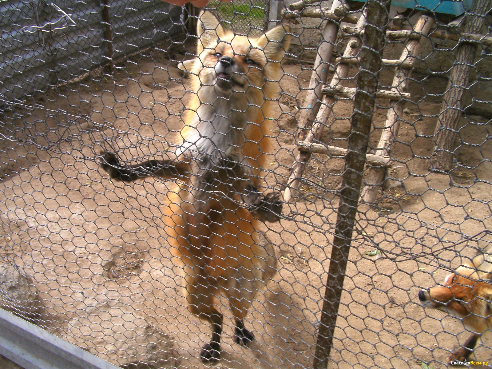 Зоопарк в омске