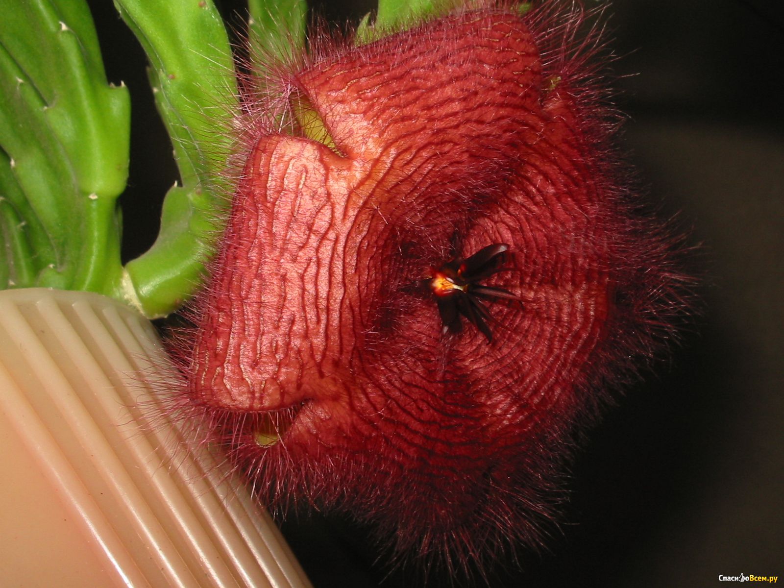Цветок который воняет. Стапелия цветок. Стапелия хищное растение. Стапелия Червивая. Stapelia flavopurpurea.