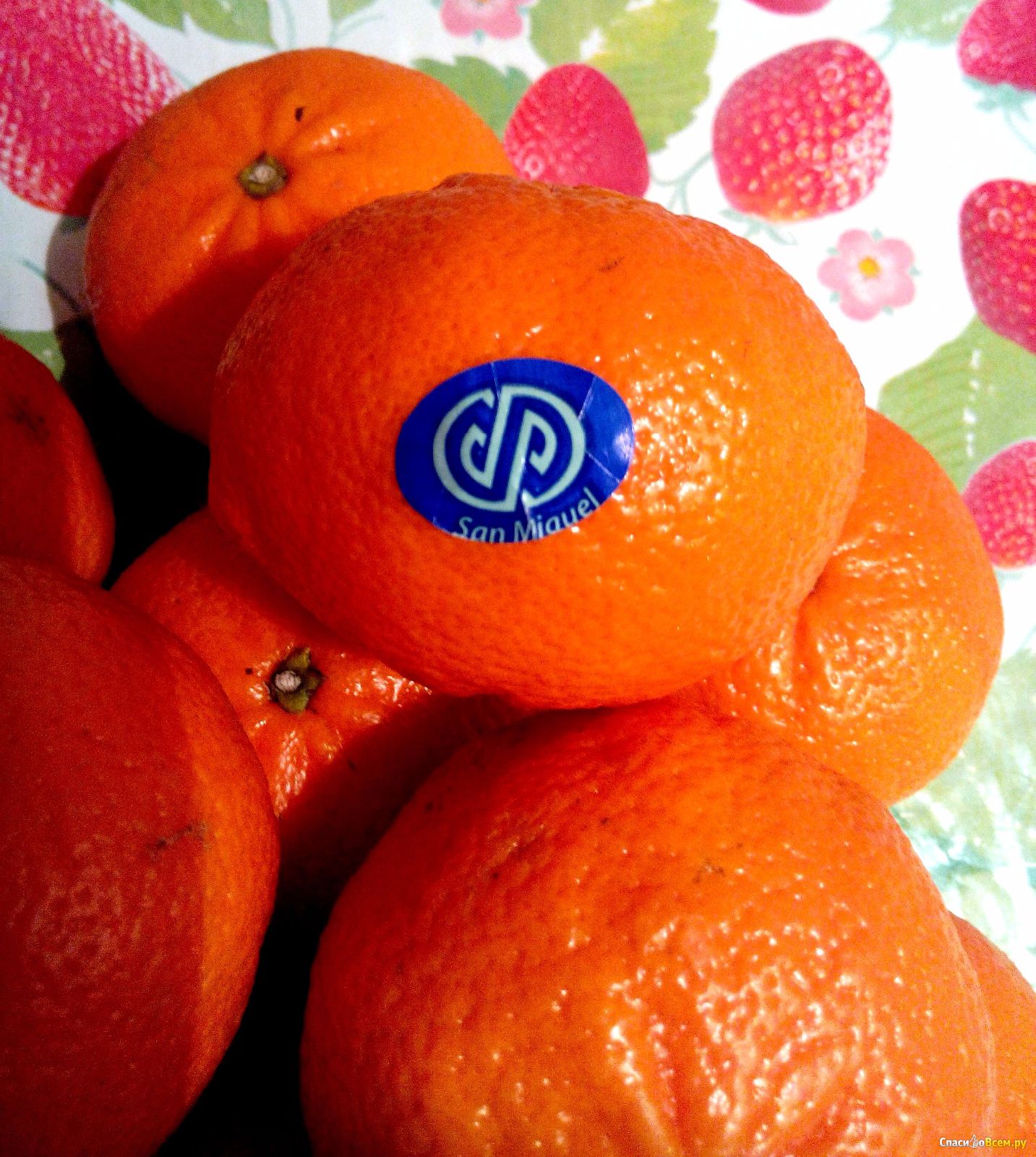 Мандарины в магните. Мандарин. Марокканские мандарины этикетка. Апельсины производитель.