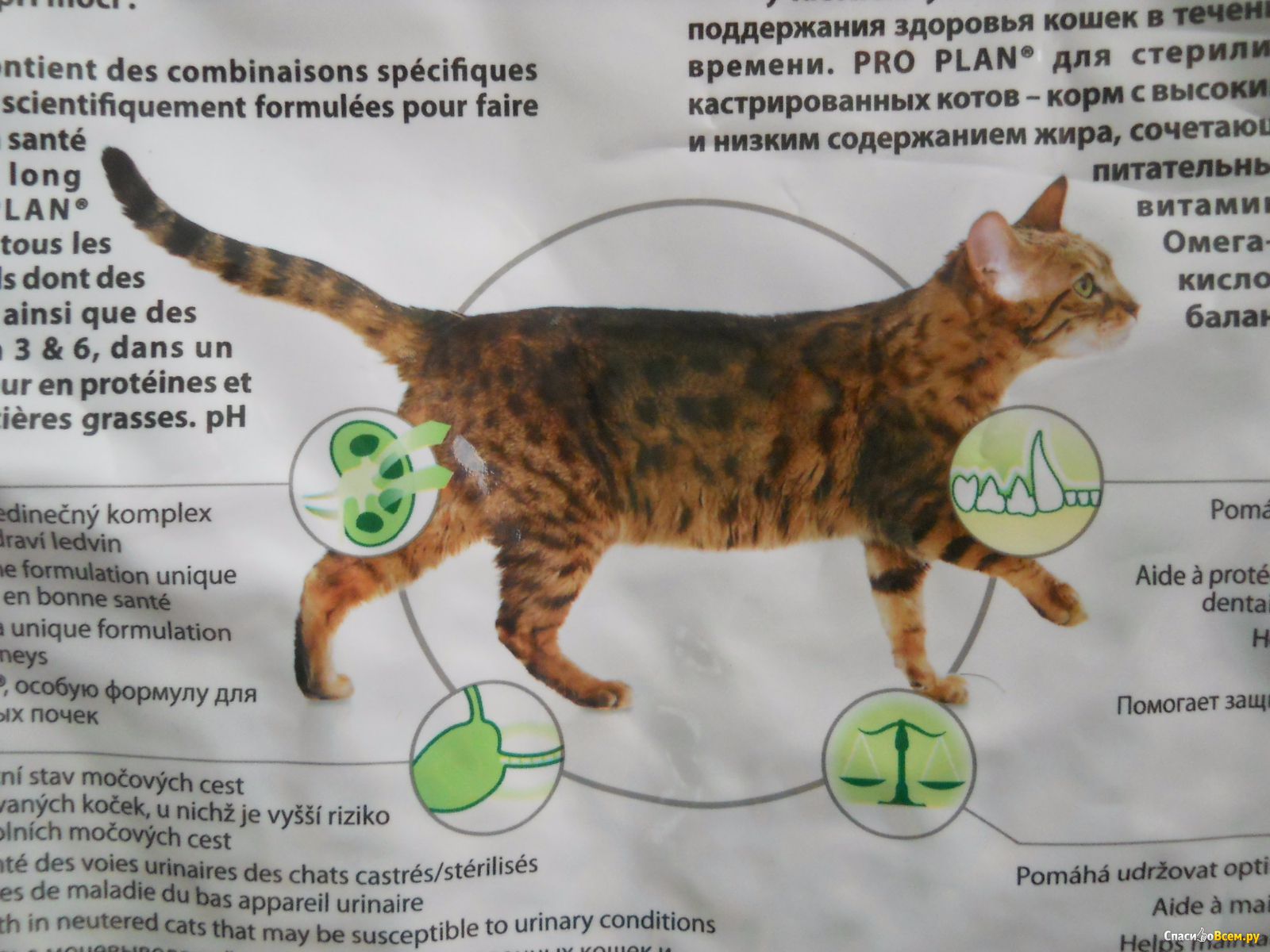 Продолжительность жизни кошек шотландской породы