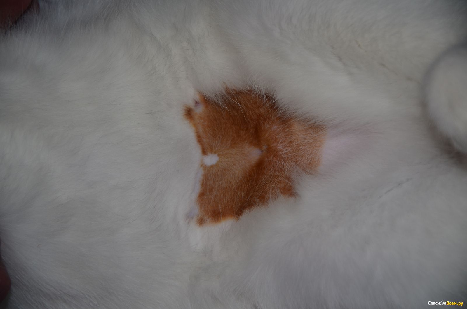 стул у кошки после стерилизации