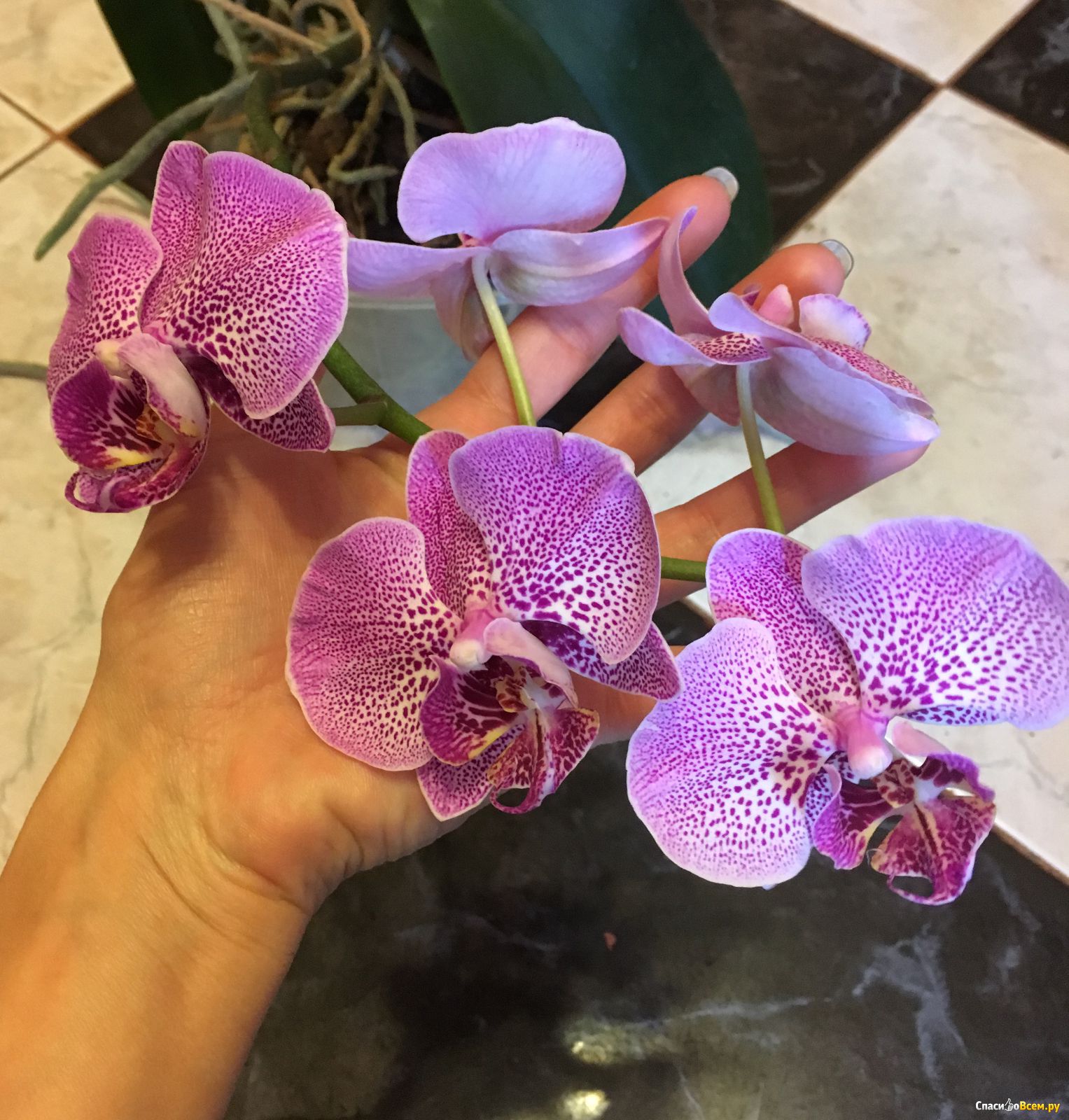 Определить название орхидеи по фото онлайн бесплатно