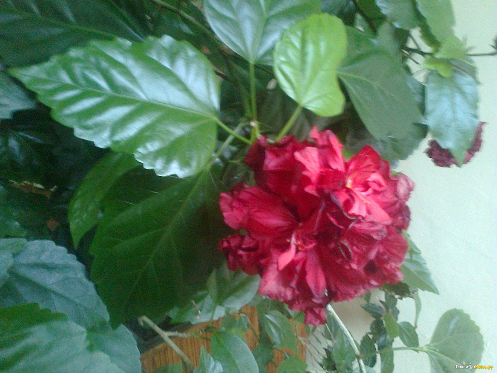 Можно ли держать китайскую розу. Гибискус красный бутон. Гибискус цветок смерти.