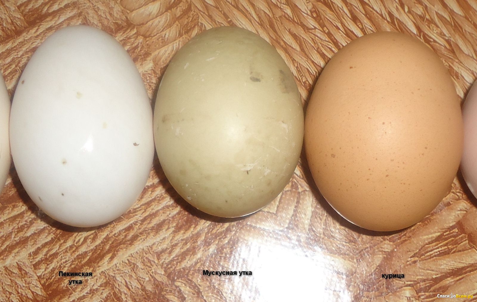 Купить яйцо мускусной. Яйцо мускусной утки. Яйца мускусных уток. Яйца Утиные мускусные. Размер яйца мускусной утки.