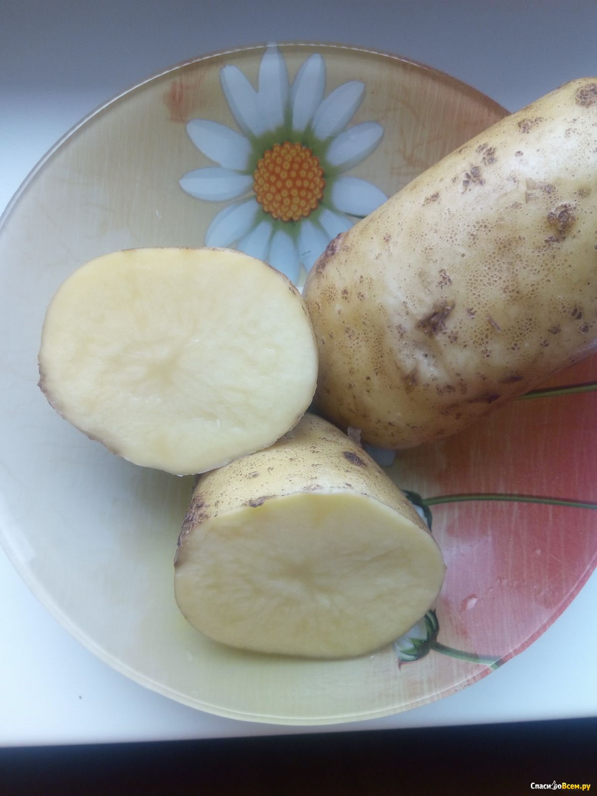 вега картофель характеристика фото